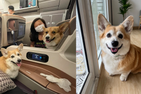 Pair of corgis travel in style aboard SIA's business class, get celebrity treatment as well