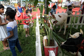 Children feeding cows at the annual Bukit Panjang Pongal Festival on Sunday. Cattle are honoured during the harvest festival for the work they do for farmers. 
