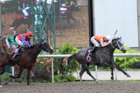 Qaidoom (Simon Kok) holding her rivals at bay in the Class 4 event over the Polytrack 1,000m in Race 11 on Saturday. Tigarous (Ronnie Stewart, No. 7) ran fourth. Lim&#039;s Craft (A&#039;Isisuhairi Kasim) finished second and Hyde Park (Jerlyn Seow) was third.