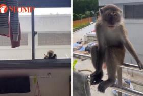 Monkeys open windows and enter our home, says Punggol East resident