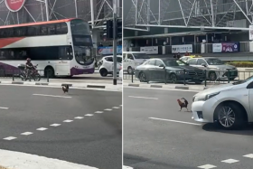 Rooster crosses busy road in Pasir Ris as onlookers cheer