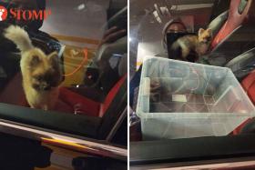 Audi driver leaves dog in car for over 2½ hours at Changi Airport