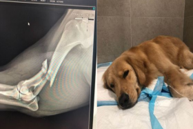Golden Retriever fractures arm after hit-and-run in Geylang, owner appeals for witnesses