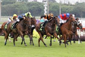 One of three Donna Logan-trained runners, Luxury Brand (No. 2) will relish the 1,600m trip in Saturday&#039;s Group 2 Singapore Guineas. ST PHOTO: SHAHRIYA YAHAYA