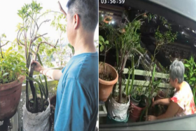 Man catches neighbour on CCTV sabotaging his corridor plants