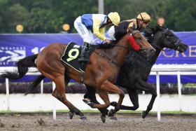 Grand Supreme (No. 9) just failing to catch Bransom in a Class 4 race on July 30. His trainer, Richard Lim, reckons the drop to an easier Maiden event on Sunday should rake in a win for his charge. ST PHOTO: SYAMIL SAPARI 
