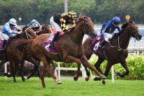 Golden Monkey responding brilliantly to Hugh Bowman&#039;s riding in the Group 1 Singapore Derby (1,800m) on July 23. The pair will reprise their roles in the Group 1 Lion City Cup (1,200m) on Aug 27. ST PHOTO: SYAMIL SAPARI