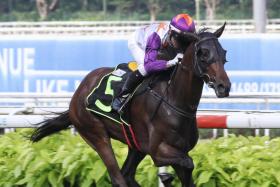 Roda Robot (Manoel Nunes) scoring over 1,600m at Kranji last Sunday. He will be backing up again within a week over 2,000m. 