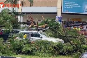 Passers-by rush to help after 20m-tall tree falls on vehicles outside City Plaza