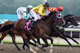 The Desmond Koh-trained Nineoneone (No. 10) scoring a long last-to-first victory in the Class 5 race over the Polytrack 1,700m with apprentice jockey Jerlyn Seow astride at Kranji on Saturday.
