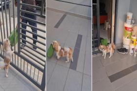 In the videos, Pin Pin the dog is seen waiting patiently and running to the gate when a delivery man arrives.