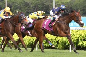 The romance of the Singapore Gold Cup descending on Kranji in the 2021 renewal when Lim&#039;s Lightning (Danny Beasley), a noted sprinter-miler, rose to the occasion at his first test over 2,000m, defeating Hard Too Think (Marc Lerner, No. 7) and Mr Malek (Wong Chin Chuen).


