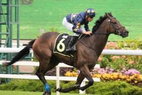 Four-time winner Invincible Tycoon&#039;s last two placings, in the Group 1 Raffles Cup (1,600m) and Queen Elizabeth II Cup (1,800m), stand him in good stead for Saturday&#039;s Group 1 Singapore Gold Cup (2,000m).
