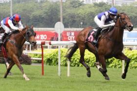 Two-time winner Ghalib (then prepared by Michael Clements who has since quit Singapore racing) can score for the first time for his new trainer, Steven Burridge, in the Class 3 race on Nov 25. His last-start second to the Jason Ong-trained Akhtar in a fast-run sprint was smart and his gallop with Manoel Nunes atop on Nov 21 caught the eye. 
