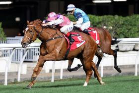 BMW Hong Kong Derby hopeful Simply Maverick (Andrea Atzeni) securing a third victory from his last four starts on Jan 31. All three wins were recorded over 1,650m at Happy Valley.
