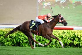 The Jason Ong-trained Wins One (Bruno Queiroz) giving his Class 4 rivals, including the $10 favourite Last Supper, a galloping lesson in Race 12 at Kranji on Feb 11. He has progressed further and will be hard to beat again in the same grade on Feb 24.