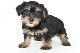 A morkie is a cross between a maltese and Yorkshire terrier.