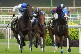 Jin Sakamoto (Jerlyn Seow, blinkers) boxing on gamely, but Green Star (Vlad Duric, in white) beats him by a short head in a Class 4 race (1,600m) on Nov 27. Jin Sakamoto won one race in Australia when known as Murrami Express.