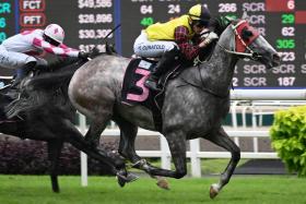 The grey Energy Baby powering to a big victory with French jockey Ryan Curatolo astride on Feb 17. The Jerome Tan-trained New Zealand-bred has thrived, based on his winning gallop on March 12, and should deliver again in Race 10 on March 17.