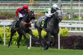 The grey Winning Stride has been a model of consistency, with two wins, nine seconds and three thirds from 20 starts at Kranji. Six of his seconds came from his last seven outings.