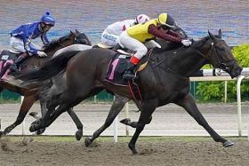 The Jason Ong-trained Major King (Manoel Nunes) winning a Class 3 event over the Polytrack 1,200m on Sept 9, 2023. It was the last of his five successes.
