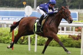 Cavalry (Daniel Moor) making a winning debut on July 8, 2023, before finishing second to Golden Monkey in the Group 1 Singapore Derby on July 23. He bled at his third start on Aug 27 and has not raced since. But he is fit and well for his return to racing on March 30.
