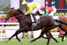 The Manfred Man-trained Lucky Sweynesse (Hugh Bowman) notching a consecutive Group 2 Sprint Cup over 1,200m at Sha Tin on April 7.
