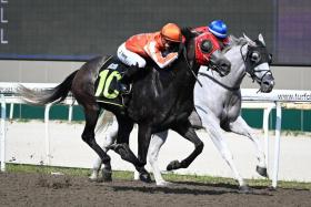Jockey Daniel Moor steering Pacific MV to get the better of the grey Illustrious in the $70,000 Class 3 race (1,000m) at Kranji on April 6. It was the David Kok-trained four-year-old&#039;s third win in 12 starts.
