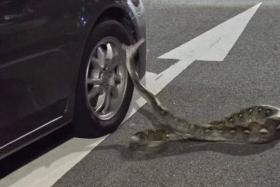 The snake was spotted on a two-lane road in Teck Whye.