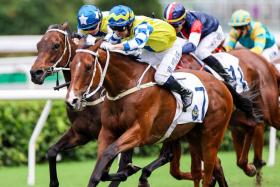 The Matthew Chadwick-ridden La City Blanche (No. 7) staving off Five G Patch (Harry Bentley) to give trainer Tony Cruz a stable queue up in the Group 3 Queen Mother Memorial Cup (2,400m) at Sha Tin racecourse on May 5. 