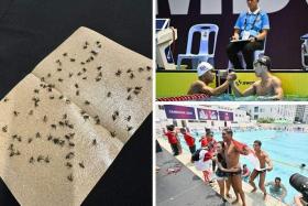 (Clockwise from left) Fly infestations, sportsmanship and family were some of the notable moments at the SEA Games 2023.