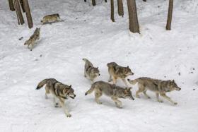 Four of the wolves were shot dead by park workers and five others anaesthetised by local officials on the scene.
