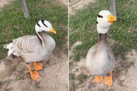 Da Bao the goose was known to be gentle and affectionate, and had more than 40,000 likes on its social media accounts.