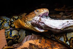 The two snakes were locked in a fang-tastic battle that was literally full of twists and turns before the king cobra earned its supper.