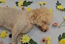 The three-year-old cavalier poodle allegedly slipped the leash and later dashed onto the road and was hit by a car.