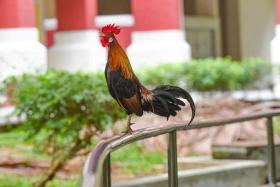 A rooster crowing on a railing around the HDB blocks near Sungei Api Api on May 26.