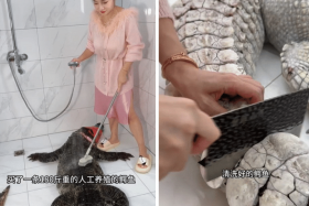 A food vlogger known as “Chu Niang Xiao He” demonstrated how the many uses of a dead, 90kg alligator.