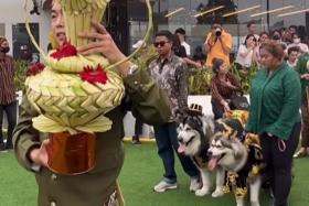 Two Alaskan Malamutes don traditional Javanese costumes alongside their owners in a &quot;wedding&quot; widely panned in Indonesia.