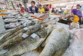 On average, the prices of grouper fish have increased by 10 per cent.