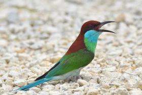 Blue-throated bee eaters dig holes in sand banks, which they use as nests.
