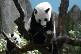 Jia Jia enjoying bamboo shoots, which are part of her Mother&#039;s Day treat, with Le Le on her left.