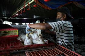 Malaysia now has a slight oversupply of chicken following the export ban.