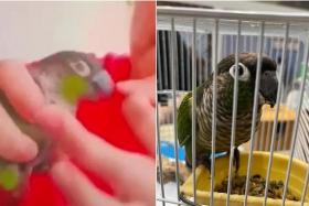 The parrot was flicked in the beak by a woman and fed saliva in a video that gained much traction.