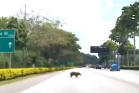 A wild boar was killed after being run over by a car on Seletar Expressway (SLE) before the Upper Thomson Road exit on Sunday.