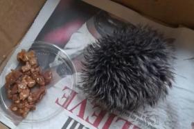 The woman found what she thought was a hoglet at the side of a road, and spent the night looking after it.