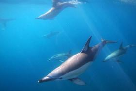 The 10 common dolphins, including one calf, were stranded at Whakanewha Bay on Waiheke Island, off the city of Auckland.