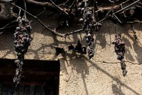 Burned grapevines hang at the entrance of a small house in Cebreros following a wildfire, Spain, on July 22, 2022.