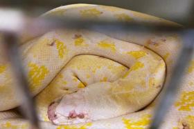 ICA officers found the pythons hidden in a styrofoam box in the cabin of a lorry, which was transporting cement.