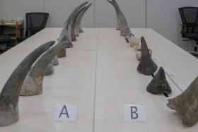 18 of these horns, which weighed nearly 32kg in total, were from 15 poached white rhinoceroses, which are endangered.
