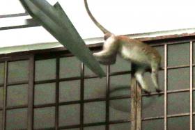 Spike in monkey attacks in Segar Road